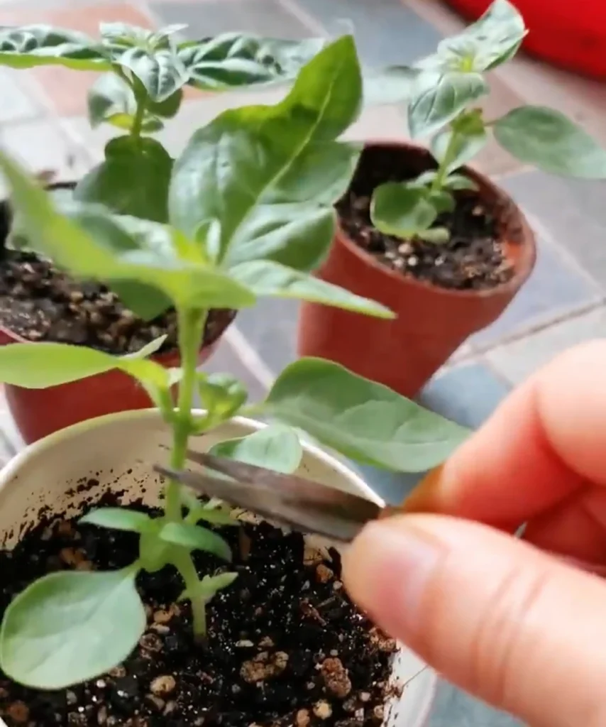 Using a small pair of scissors to snip the top off a young basil seedling at the soil line.