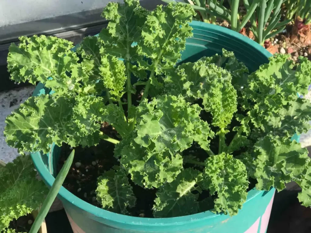 A large, healthy kale plant with lush, green leaves growing vigorously in a decorative pot on a balcony