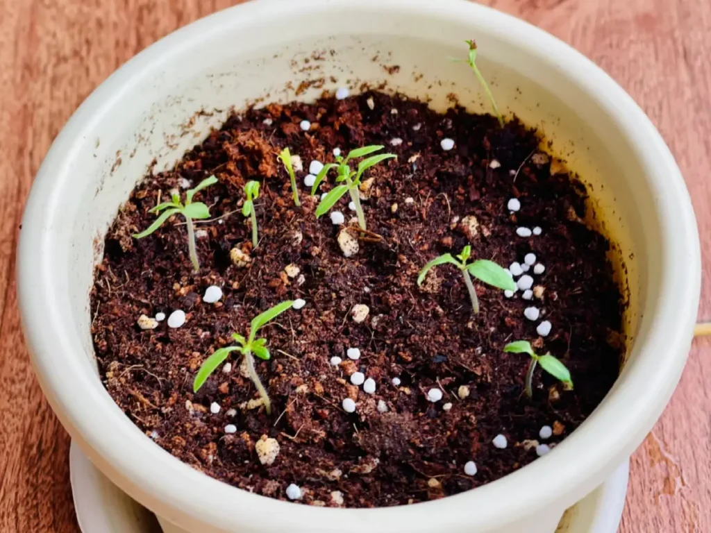 Several tiny tomato seedlings with their first leaves sprouting from rich, dark soil in a light-colored pot