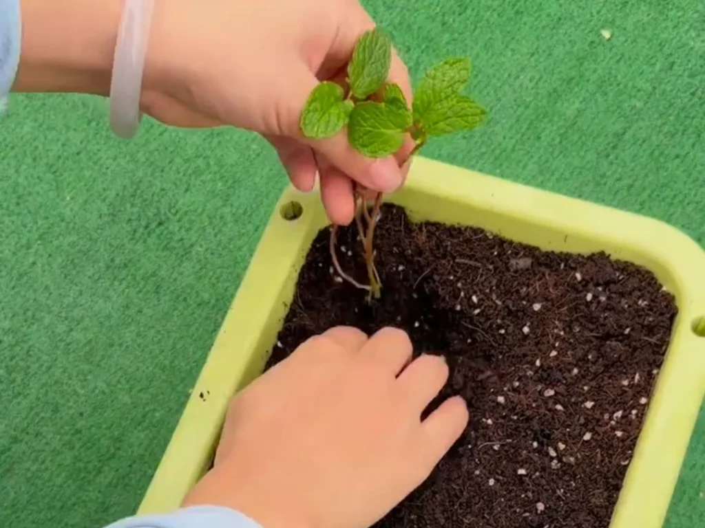 Hands carefully planting a small, rooted mint cutting into fresh potting soil in a planter.
