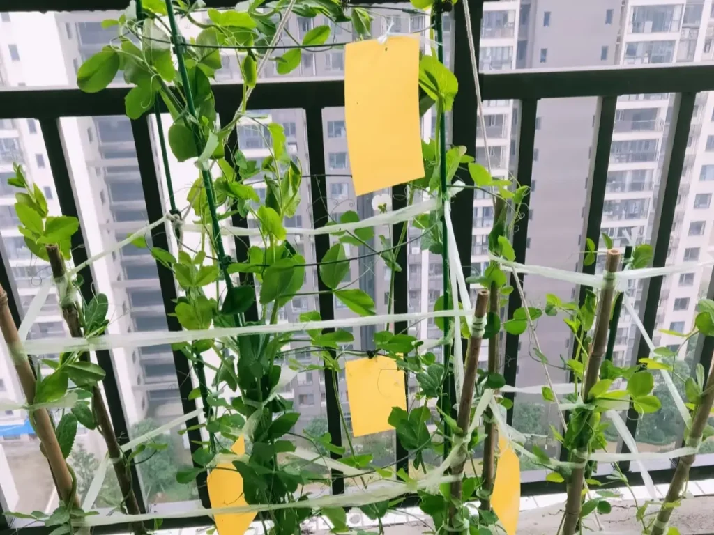 Tall pea plants climbing a support structure made of bamboo canes and netting, with yellow sticky traps for pest control.