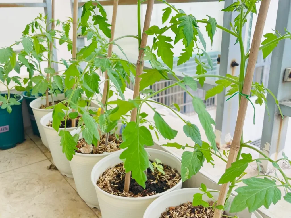 A row of potted tomato plants on a balcony, each neatly tied to a tall wooden stake for vertical support.