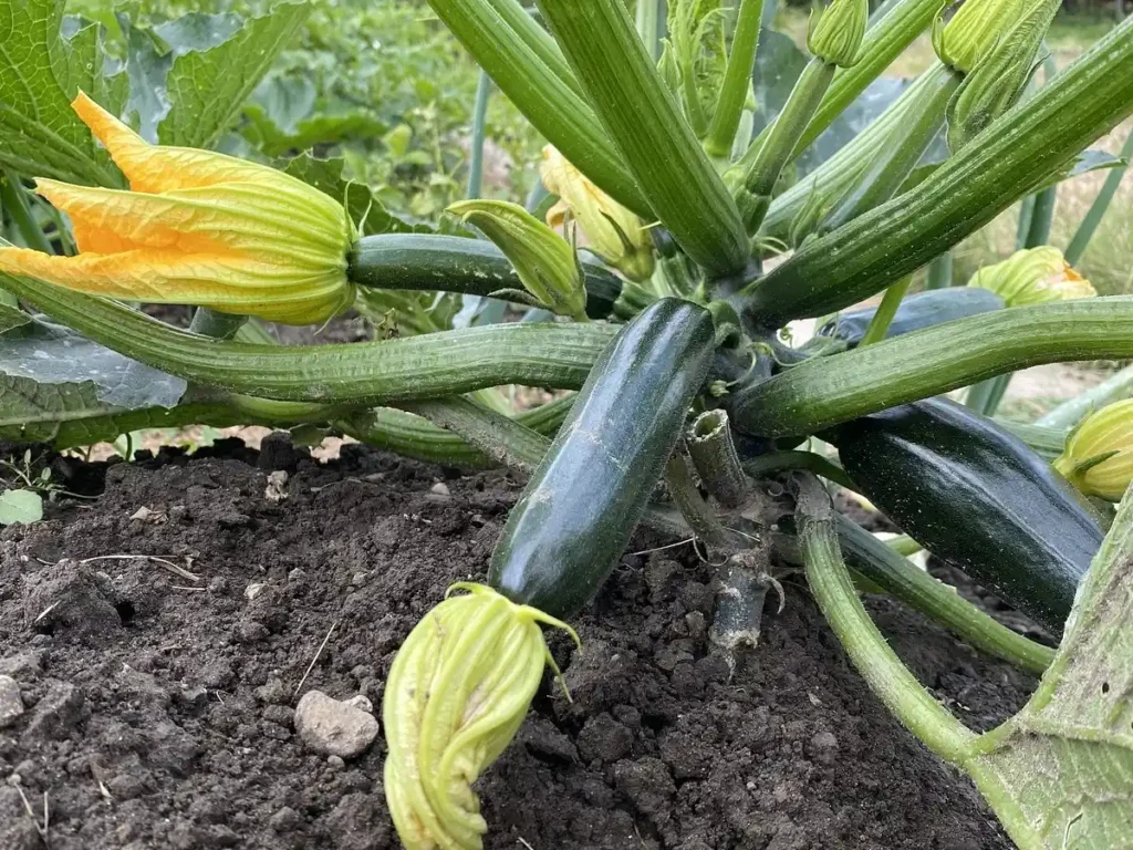 A healthy zucchini plant with several dark green zucchinis growing from the main stem, surrounded by large green leaves
