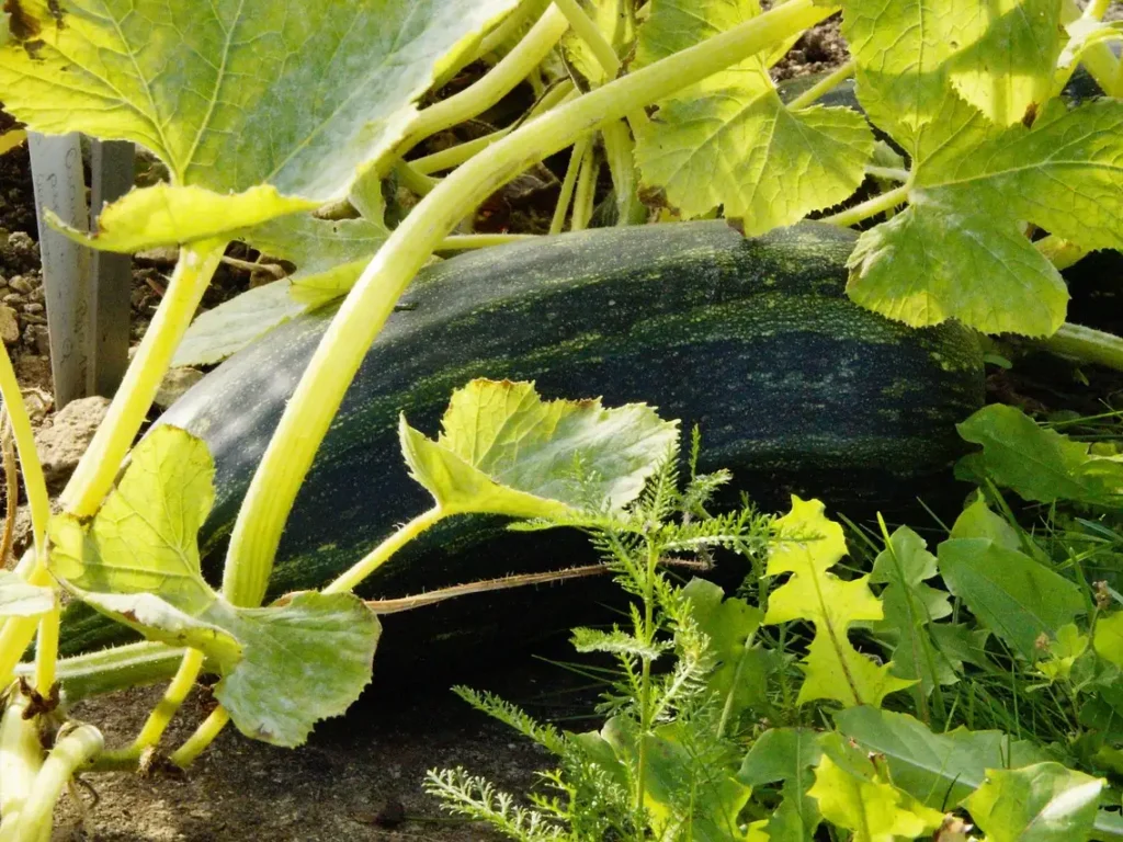 zucchini