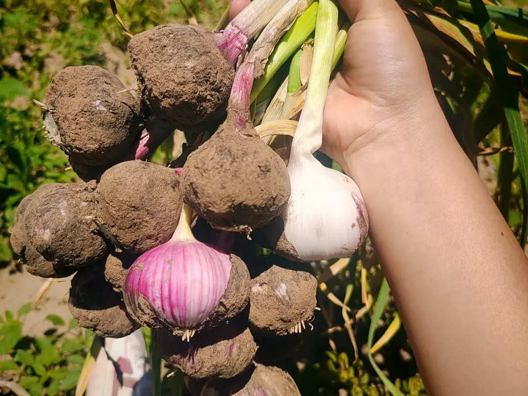 A gardener's arm holding a large bunch of freshly harvested garlic bulbs, some caked in soil and one showing vibrant purple stripes.