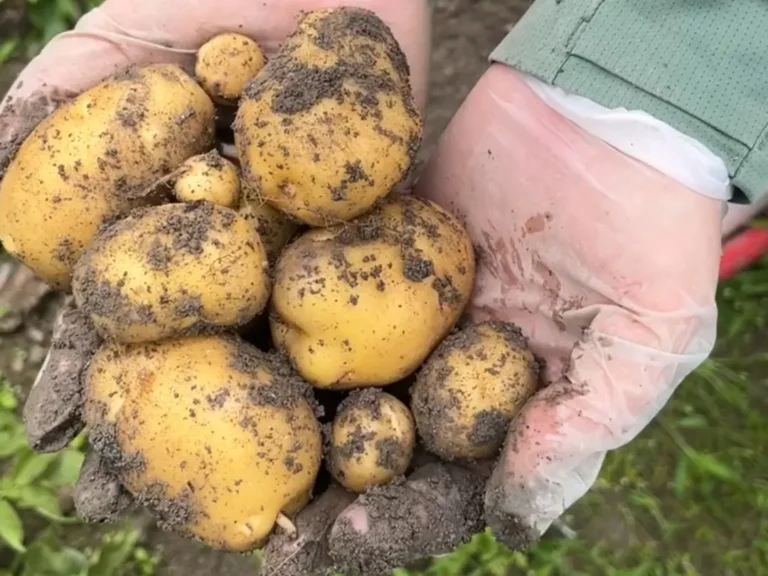 A Bountiful Harvest of Homegrown Potatoes