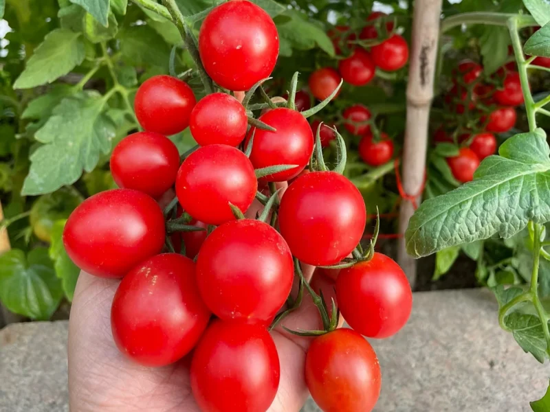 Beautiful tomatoes