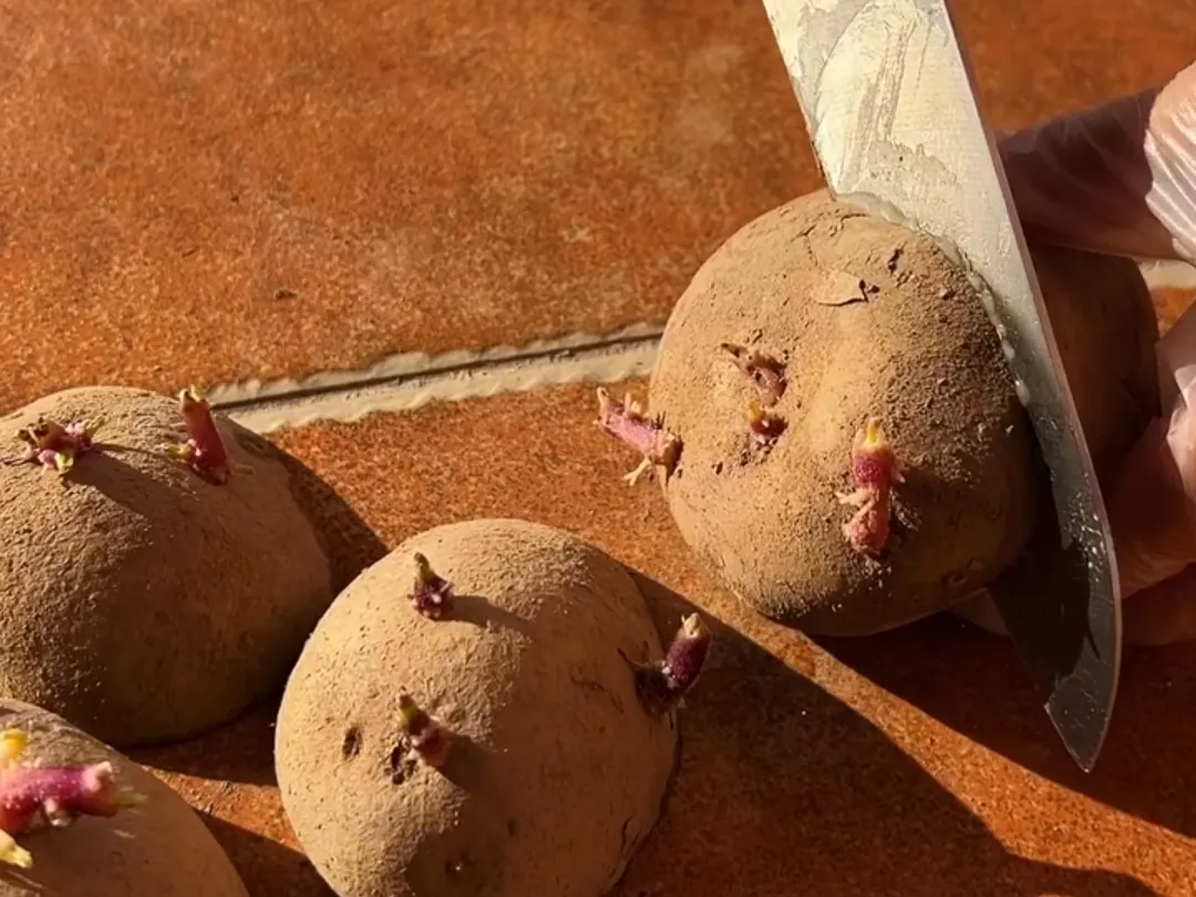 A hand with a knife cutting a sprouted seed potato into pieces with eyes, preparing them for planting.