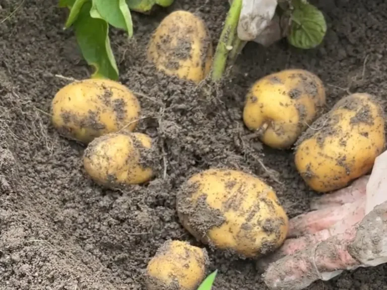 Harvesting Fresh Potatoes from the Soil