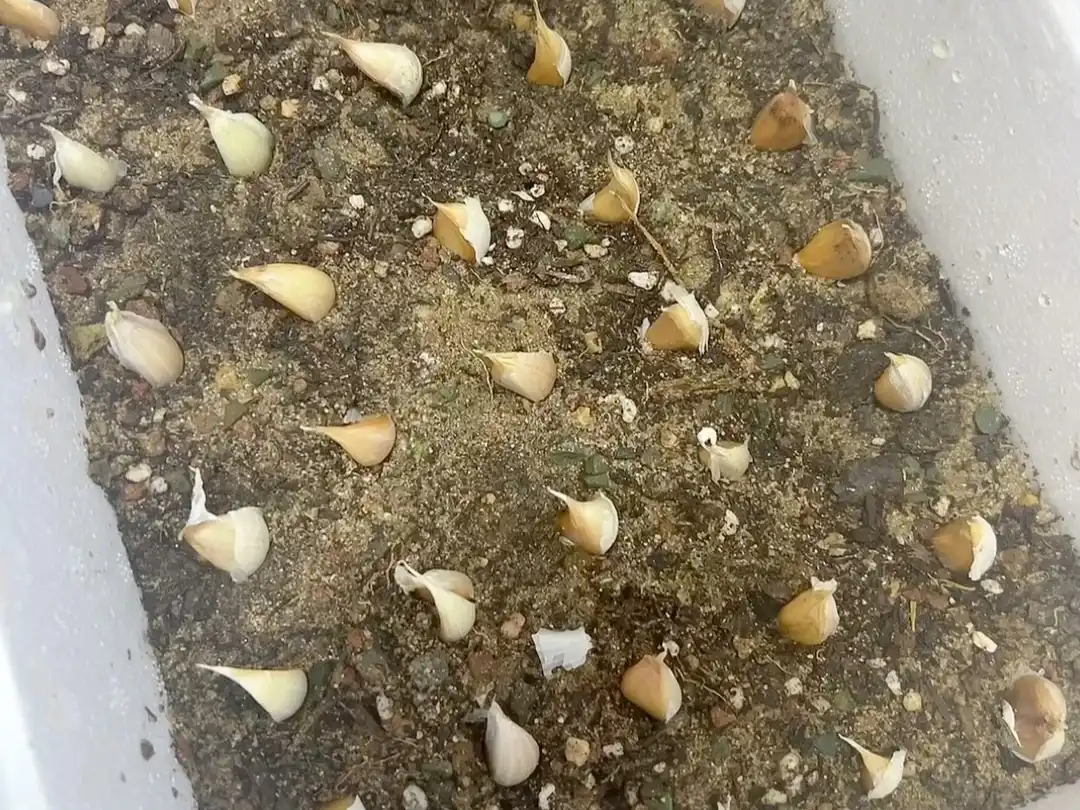 Garlic cloves spaced out in a grid pattern on top of sandy soil, ready to be planted pointy-end up.