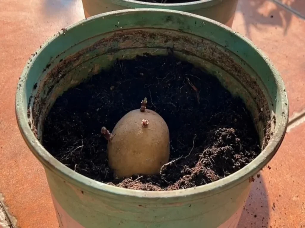 A single, sprouted seed potato being planted in a large green pot filled with dark potting soil.