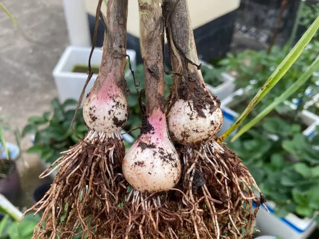 Three small, round garlic bulbs with healthy roots, an example of what can happen when garlic is planted too deep or in the spring.