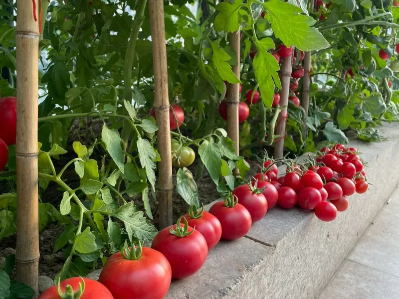 The tomatoes I planted