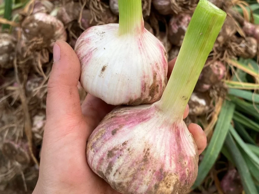 A gardener's hand holding two large, freshly harvested garlic bulbs with vibrant purple streaks.