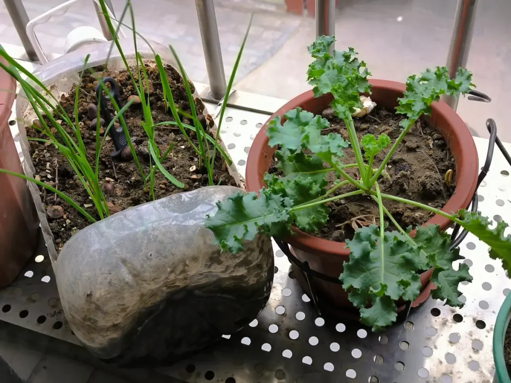 A curly kale plant in a terracotta pot growing on a metal balcony shelf next to a container of chives, demonstrating a pest-deterring companion planting strategy.