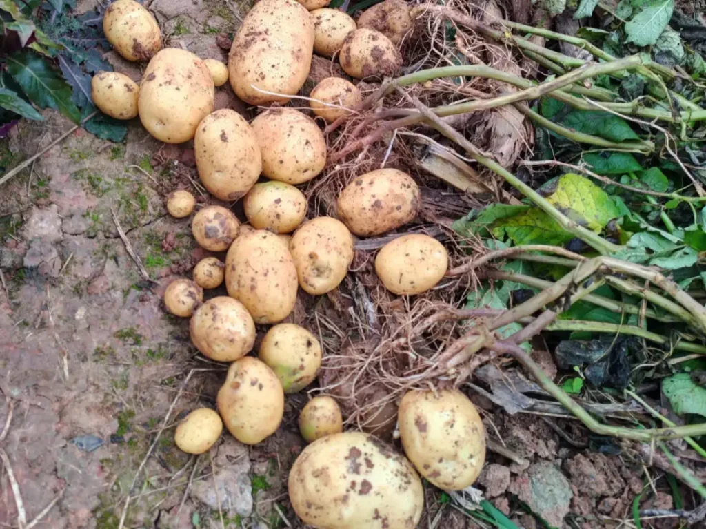 A Diverse Harvest of Homegrown Potatoes