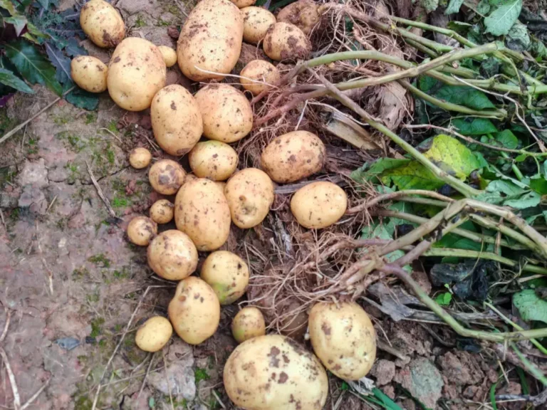 A Diverse Harvest of Homegrown Potatoes