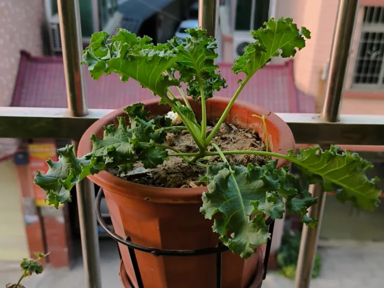 Fresh Kale Growing in a Pot on a Balcony
