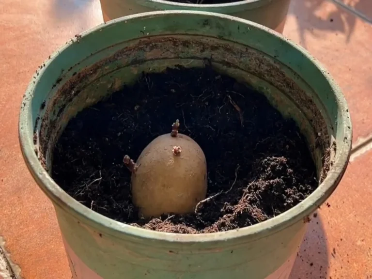 Planting a Seed Potato in a Container