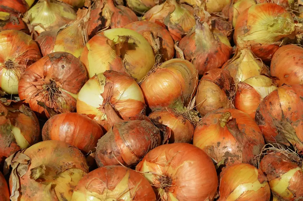 A pile of harvested yellow storage onions with papery skins.