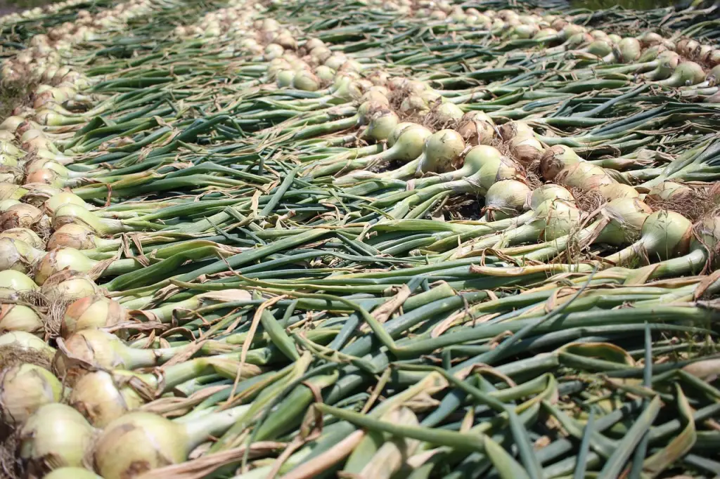 Onions drying in the garden with green tops covering the bulbs to prevent sunscald.