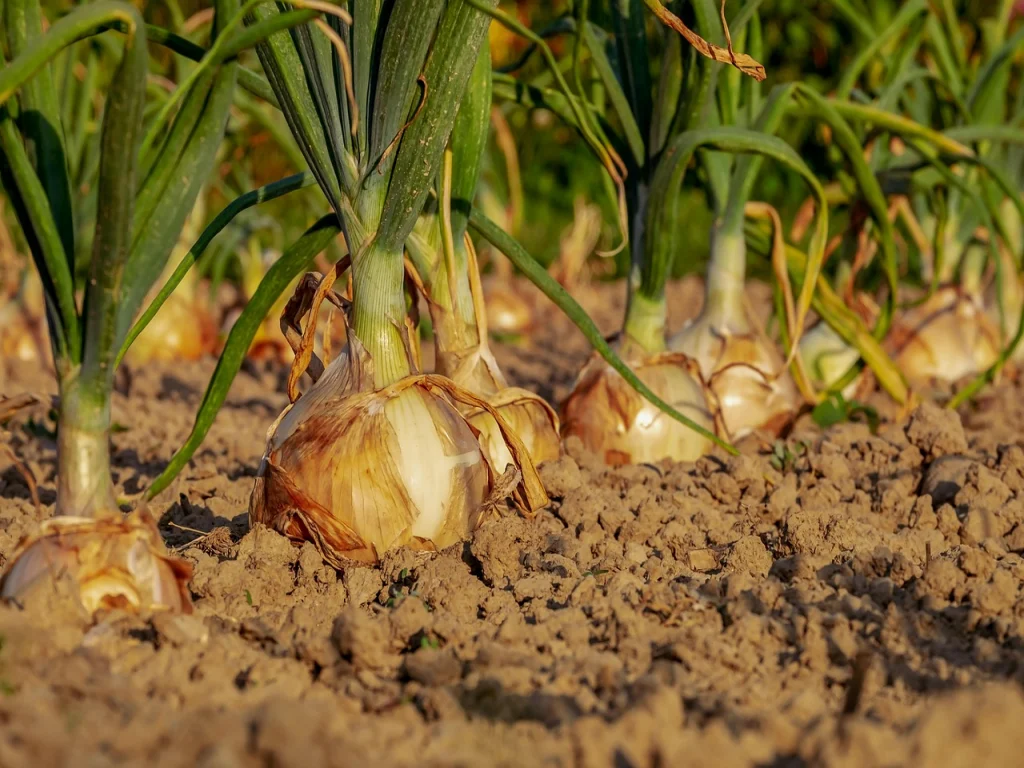 Yellow onions swelling and bulbing at the soil surface in a home garden.