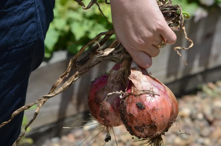 when to harvest onions