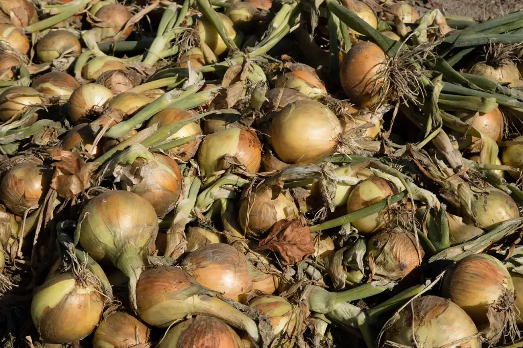 Pile of freshly harvested onions showing thick layers and healthy bulbs.