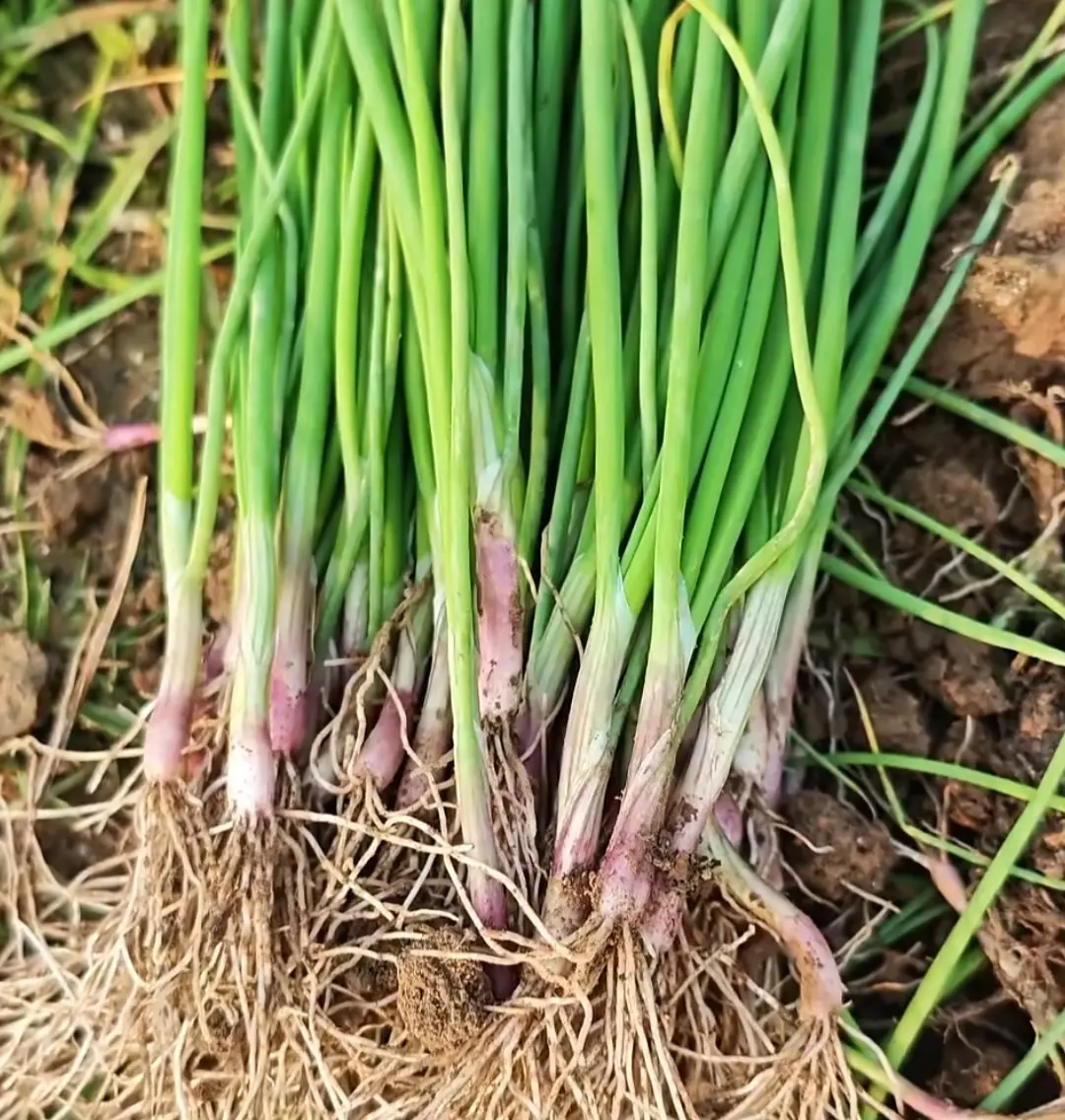 A bundle of healthy onion transplants with long green leaves and strong white roots, lying on soil.