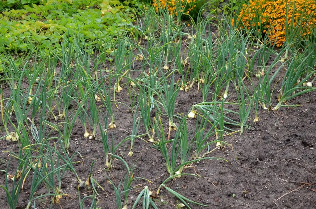 Rows of young green onion plants growing with proper spacing in a garden bed.