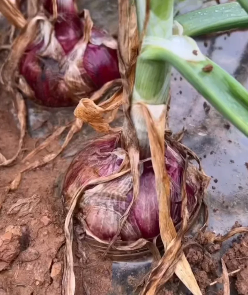 A large red onion bulb in the garden with dry, brown neck leaves and papery skin.