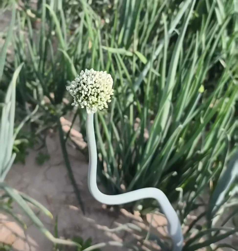Close-up of a fully open white onion flower on a thick, woody stalk.