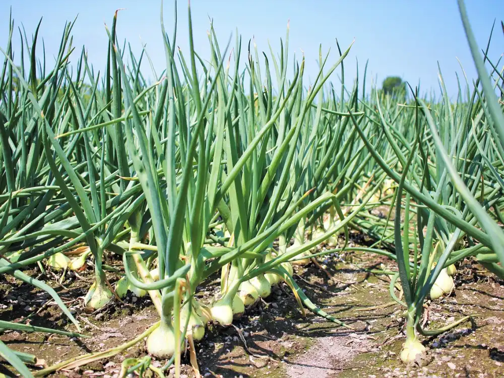Low-angle view of vigorous onion plants growing in a garden field, featuring tall green stalks and visible bulbs forming at the soil surface against a clear blue sky.