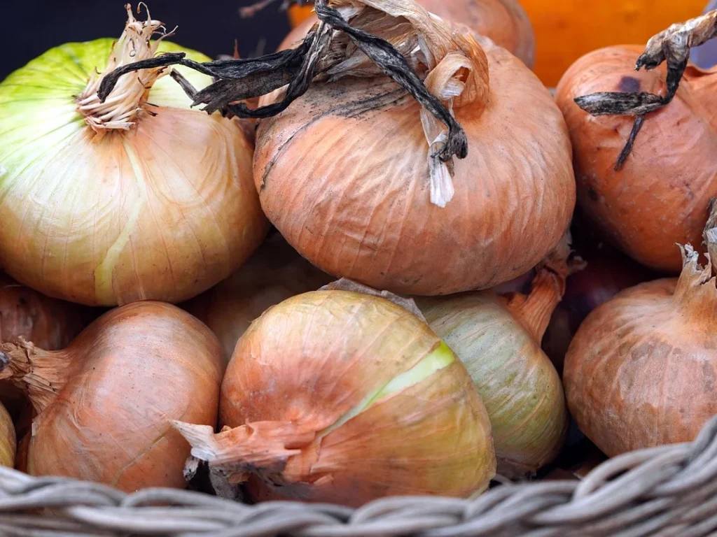 A basket filled with freshly harvested mature yellow onion bulbs.