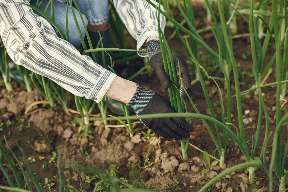 Close-up of a gardener's hands wearing gloves, grasping the base of green onion stalks growing in soil to harvest them.