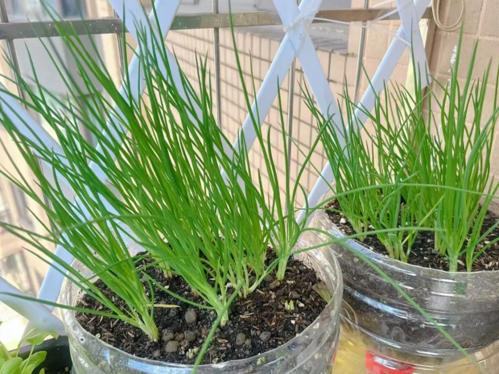 how to grow green onions