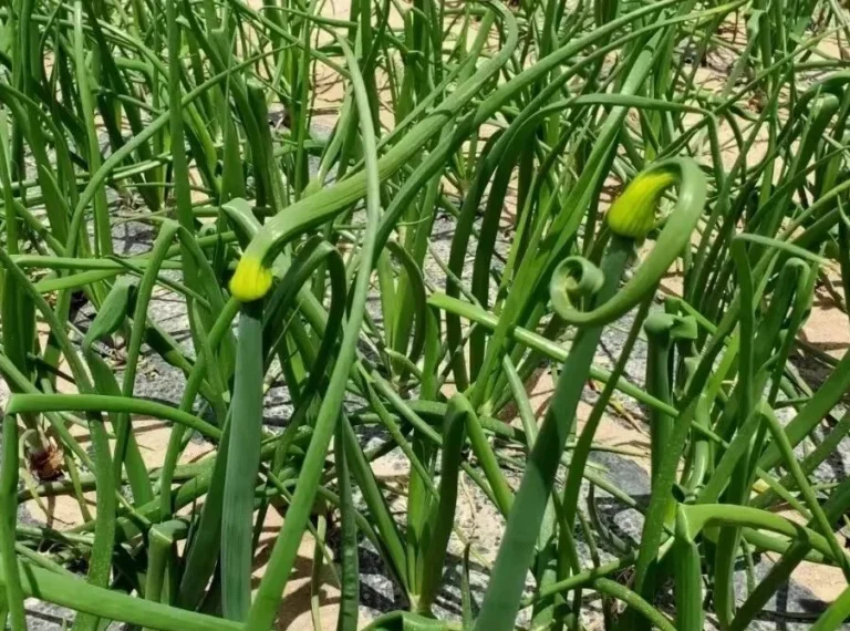 Onion plants sending up curling green flower stalks with teardrop-shaped buds (scapes).