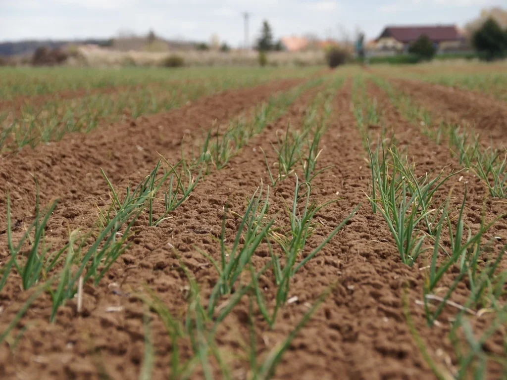 Long, straight rows of young onion plants growing in a large garden field.