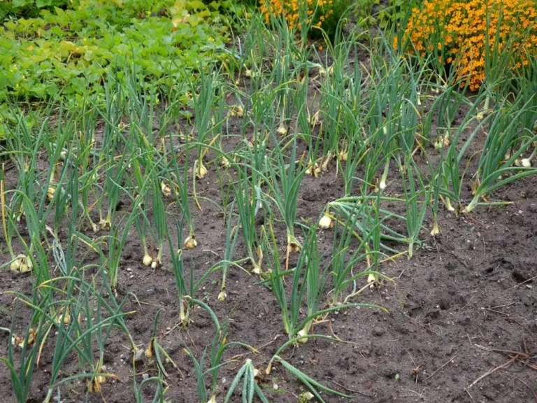 A garden bed of young onions standing upright with leaf tips turning yellow and brown while the base remains green, signaling water stress or nutrient deficiency.