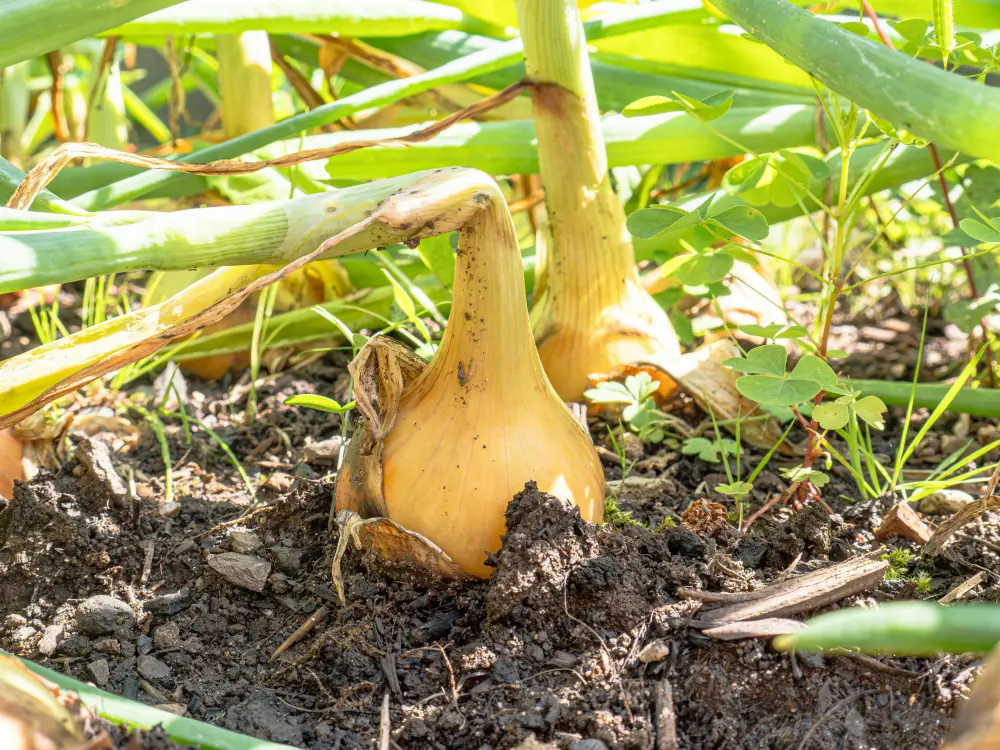 Close-up of a mature yellow onion bulb in the garden with its green neck softened and naturally bent over, indicating it is ready for harvest.