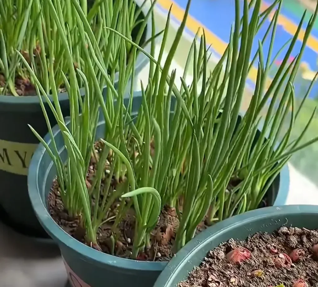 Healthy green onions established in a pot with potting soil.