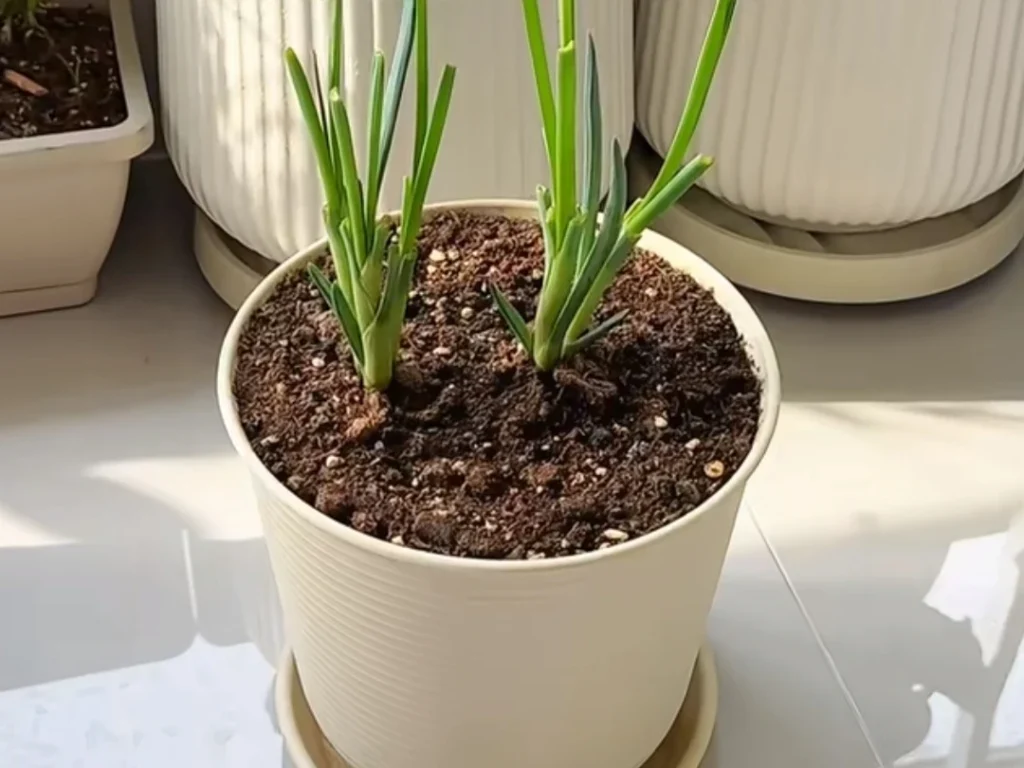 Young onion transplants in a pot with green tops trimmed back.