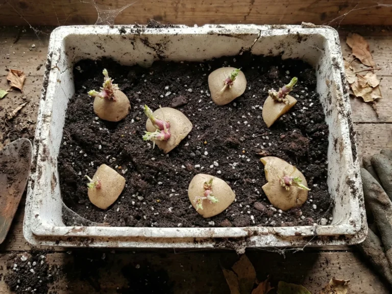 Top-down view of cut potato seed pieces with short, sturdy purple and green sprouts, temporarily planted in soil within an old styrofoam container in a potting shed.