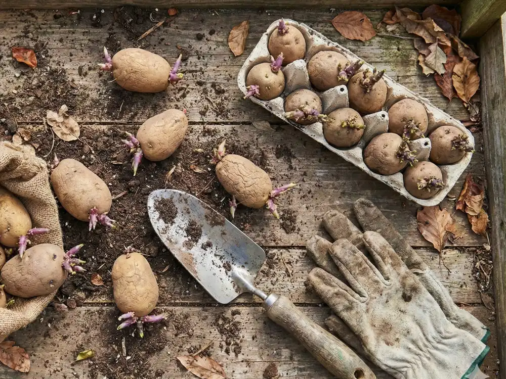 Potatoes with visible sprouts (chitting) prepared on a wooden surface, ready for planting.