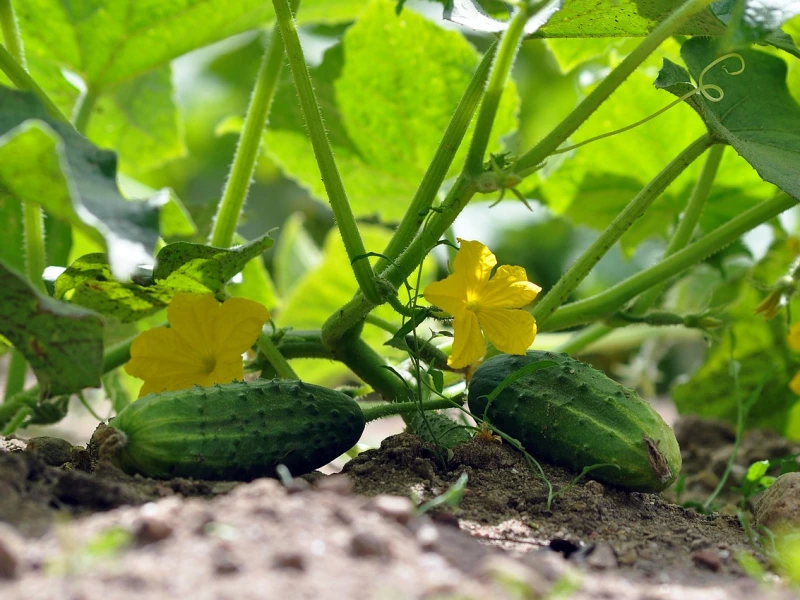 Fresh green cucumber growing on a vine with yellow blossoms and large garden leaves.