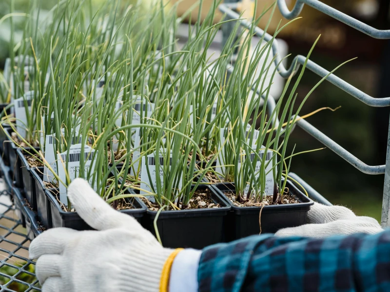 Gardener holding a tray of healthy onion seedlings ready for transplanting, close-up of green starts.