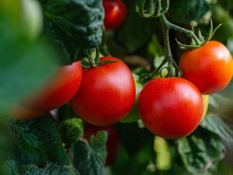 Close-up of vibrant red organic tomatoes growing on the vine in a vegetable garden, surrounded by green foliage.