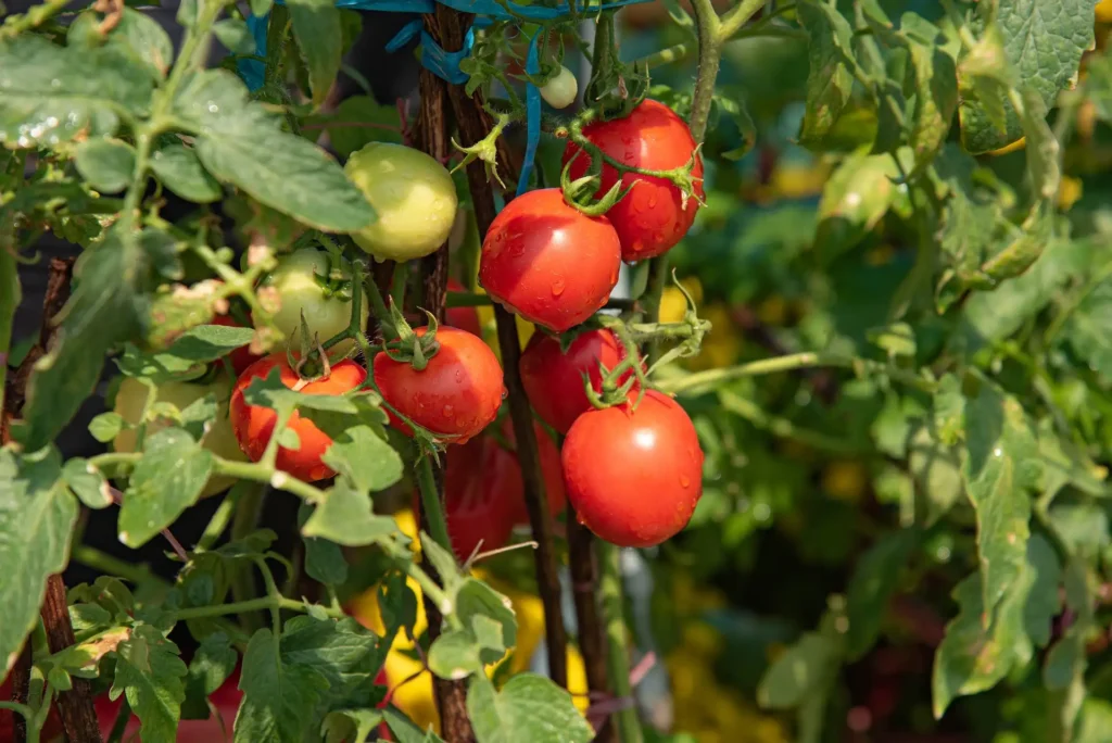 Fresh, ripe red tomatoes with water droplets growing on a vine in a thriving home vegetable garden.
