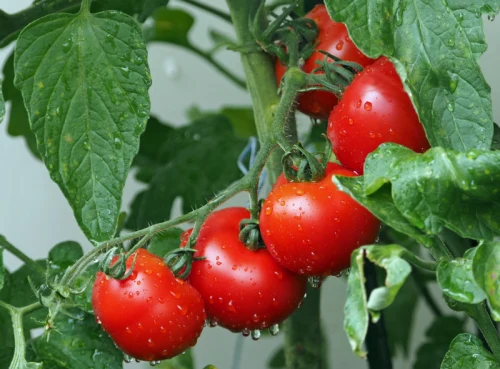 A heavy cluster of ripe red tomatoes on the vine covered in water droplets, demonstrating the harvest results of using the best fertilizer for tomatoes.