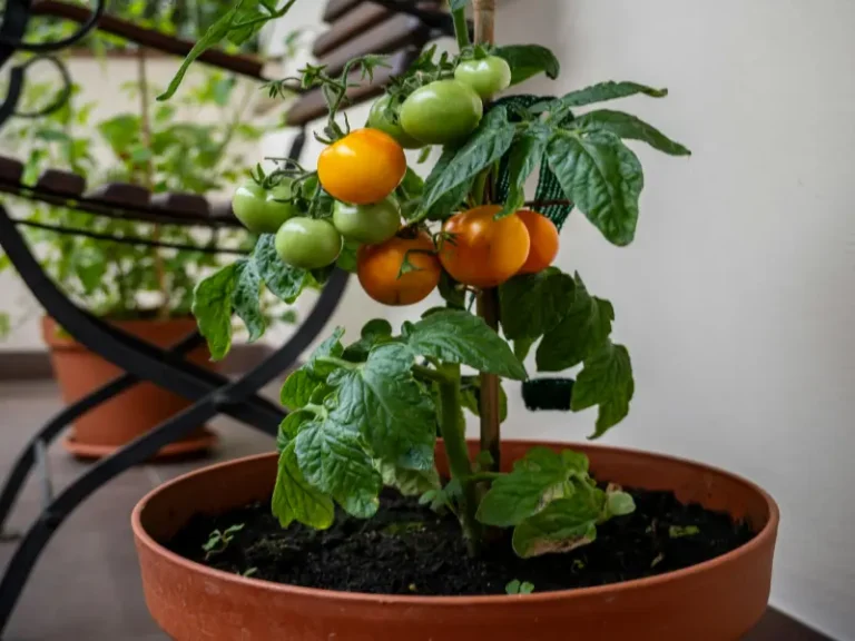 A high-yielding potted tomato plant on a patio, illustrating the best tomato varieties for containers and small space gardening.